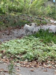 Found/Stray Male Dog last seen Keaton and Doswell, Saint Paul, MN 55108