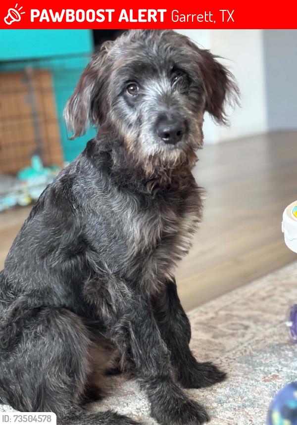 Lost Male Dog last seen W wyatt st, Garrett, TX 75119