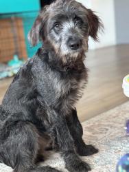 Lost Male Dog last seen W wyatt st, Garrett, TX 75119