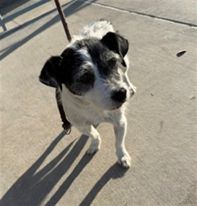 Shelter Stray Female Dog last seen , 4275 Elton St, Baldwin Park, CA 91706, USA