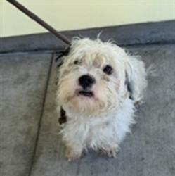 Shelter Stray Male Dog last seen , 4275 Elton St, Baldwin Park, CA 91706, USA