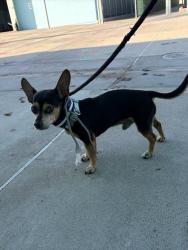Shelter Stray Male Dog last seen , 4275 Elton St, Baldwin Park, CA 91706, USA