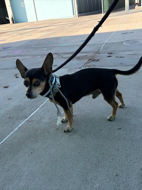 Shelter Stray Male Dog last seen , 4275 Elton St, Baldwin Park, CA 91706, USA