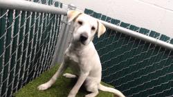 Shelter Stray Female Dog last seen , 11258 Garfield Ave, Downey, CA 90242, USA
