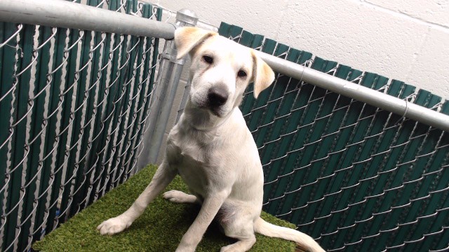 Shelter Stray Female Dog last seen , 11258 Garfield Ave, Downey, CA 90242, USA