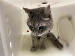 Shelter Stray Female Cat last seen Near BLOCK N PALMER ST, 3839 W Burnham St, West Milwaukee, WI 53215, USA