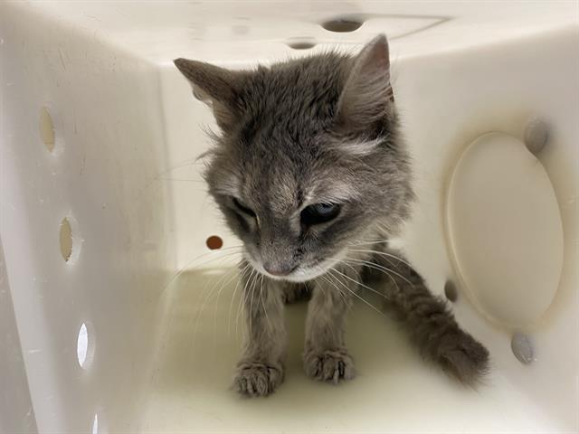 Shelter Stray Female Cat last seen Near BLOCK N PALMER ST, 3839 W Burnham St, West Milwaukee, WI 53215, USA