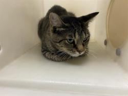 Shelter Stray Female Cat last seen Near BLOCK N 30TH ST, 3839 W Burnham St, West Milwaukee, WI 53215, USA