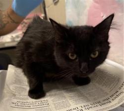 Shelter Stray Male Cat last seen BATTLES CT / CANADEO CIR, 9150 Union Park Way, Elk Grove, CA 95624, USA