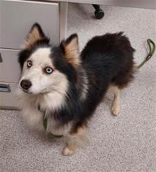 Shelter Stray Male Dog last seen TARZO WAY / TREMEZZO WAY, 9150 Union Park Way, Elk Grove, CA 95624, USA