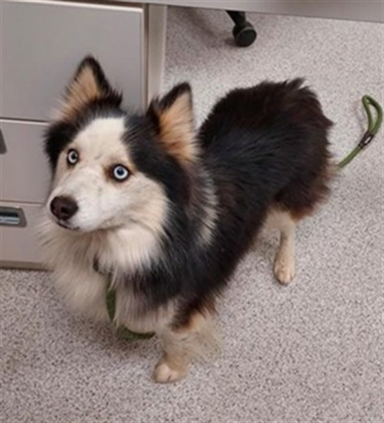 Shelter Stray Male Dog last seen TARZO WAY / TREMEZZO WAY, 9150 Union Park Way, Elk Grove, CA 95624, USA