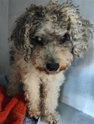 Shelter Stray Male Dog last seen MACK RD & TANGERINE AVE, 2127 Front St, Sacramento, CA 95818, USA