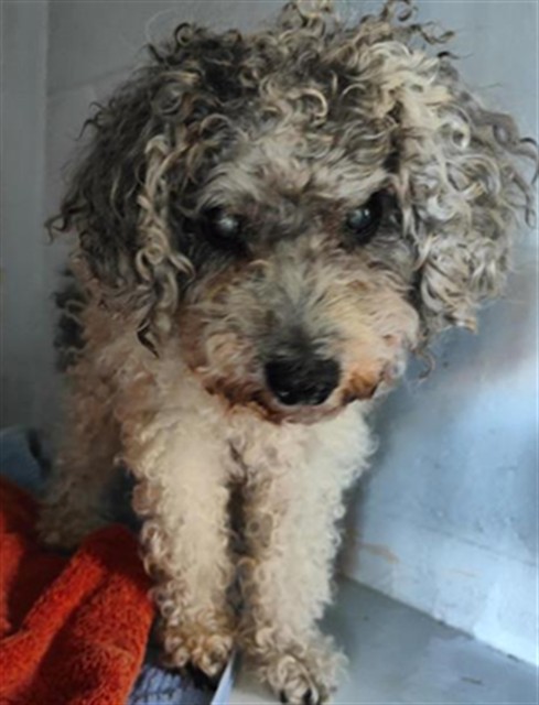 Shelter Stray Male Dog last seen MACK RD & TANGERINE AVE, 2127 Front St, Sacramento, CA 95818, USA