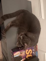 Reunited Male Cat last seen Jamestown Xing, Union twp, OH 45103, USA, Union Township, OH 45103
