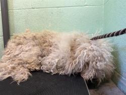 Shelter Stray Male Dog last seen FLORIN RD & 24TH ST, 2127 Front St, Sacramento, CA 95818, USA