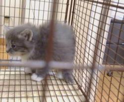 Shelter Stray Female Cat last seen ZAMBRA WY ./ PREMIER WY 95826, 3839 Bradshaw Rd, Sacramento, CA 95827, USA