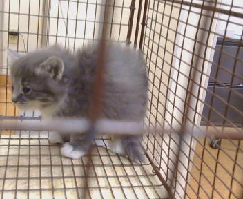 Shelter Stray Female Cat last seen ZAMBRA WY ./ PREMIER WY 95826, 3839 Bradshaw Rd, Sacramento, CA 95827, USA