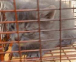 Shelter Stray Male Cat last seen ZAMBRA WY ./ PREMIER WY 95826, 3839 Bradshaw Rd, Sacramento, CA 95827, USA