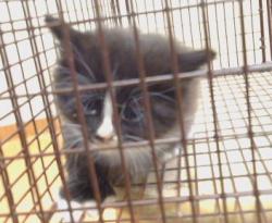 Shelter Stray Male Cat last seen ZAMBRA WY ./ PREMIER WY 95826, 3839 Bradshaw Rd, Sacramento, CA 95827, USA