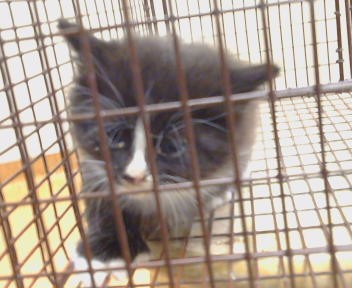 Shelter Stray Male Cat last seen ZAMBRA WY ./ PREMIER WY 95826, 3839 Bradshaw Rd, Sacramento, CA 95827, USA