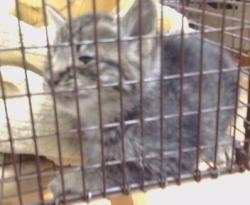 Shelter Stray Male Cat last seen ZAMBRA WY ./ PREMIER WY 95826, 3839 Bradshaw Rd, Sacramento, CA 95827, USA