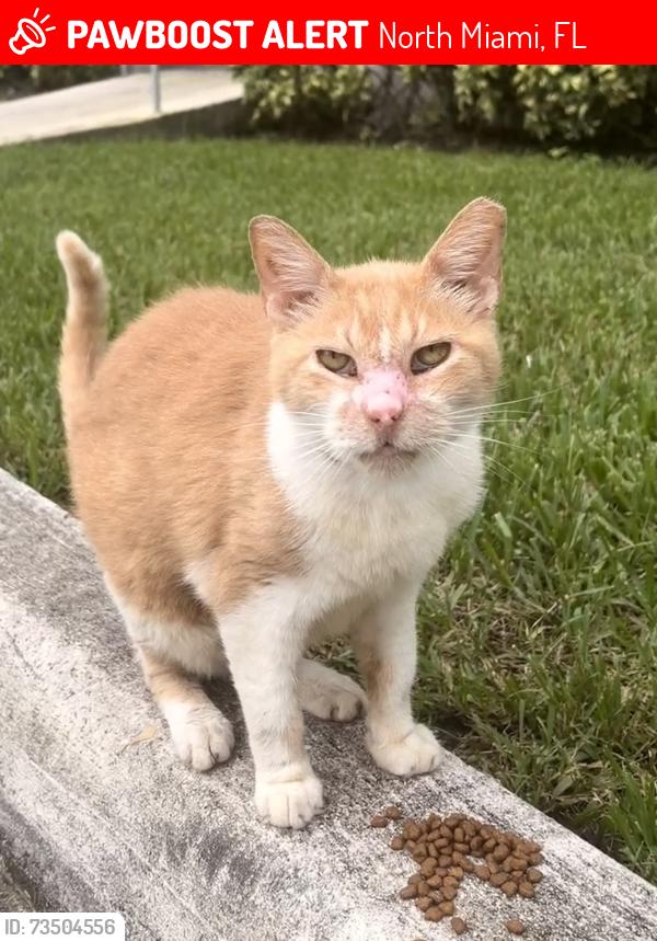 Lost Male Cat last seen Aliro apmts, Enchanted Forest Park, North Miami, FL 33181