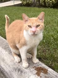 Lost Male Cat last seen Aliro apmts, Enchanted Forest Park, North Miami, FL 33181
