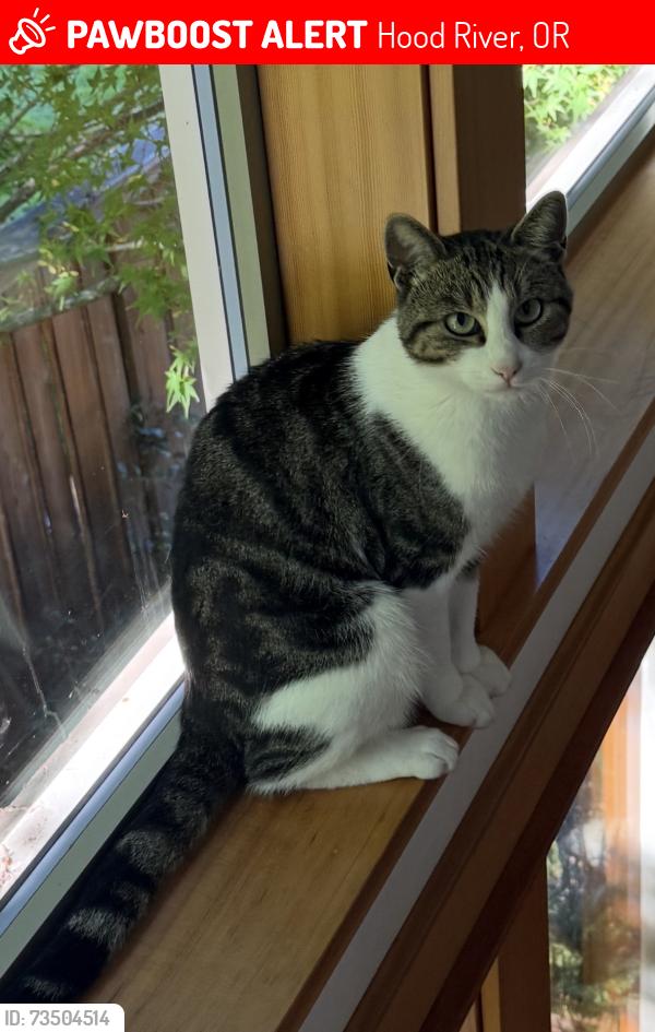 Lost Male Cat last seen Near May, Hood River, OR 97031