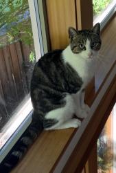 Lost Male Cat last seen Near May, Hood River, OR 97031