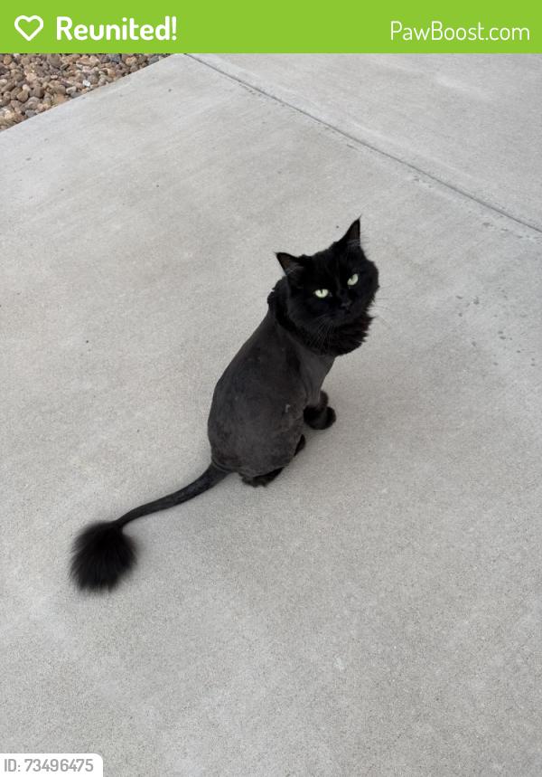Reunited Female Cat last seen Sandalwood Lane, Johnstown, CO, Johnstown, CO 80534