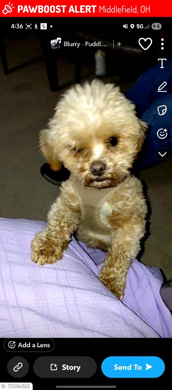 Lost Male Dog last seen Bundysburg and burton Windsor road, Middlefield, OH 44062