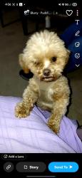 Lost Male Dog last seen Bundysburg and burton Windsor road, Middlefield, OH 44062
