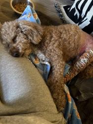 Reunited Male Dog last seen East Northern Parkway and Walther Ave, Baltimore, MD 21206
