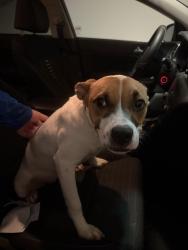 Reunited Female Dog last seen Barlett Rd and Rosemary Ocean Dr, Waller County, TX 77493