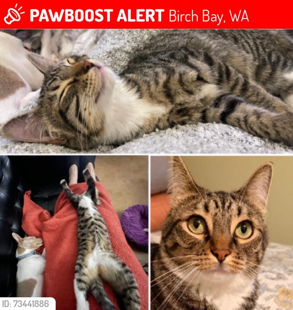 Lost Female Cat last seen Fir Street and Beachway (West end of Fir Street), Birch Bay, WA 98230