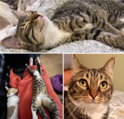 Lost Female Cat last seen Fir Street and Beachway (West end of Fir Street), Birch Bay, WA 98230