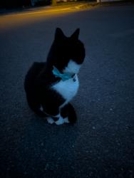 Reunited Unknown Cat last seen Aspen and Aztec, Flagstaff, AZ 86001