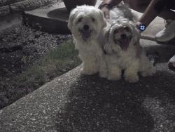 Reunited Female Dog last seen Larkfield Dr, Houston, TX 77059, USA, Houston, TX 77059
