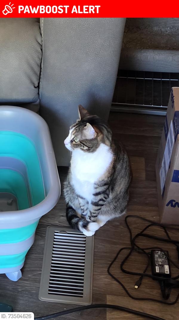 Lost Female Cat last seen Ridings rd, Spartanburg County, SC 29323