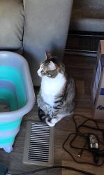 Lost Female Cat last seen Ridings rd, Spartanburg County, SC 29323