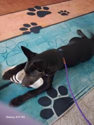 Found/Stray Female Dog last seen Arden way and markston Rd, Arden-Arcade, CA 95825