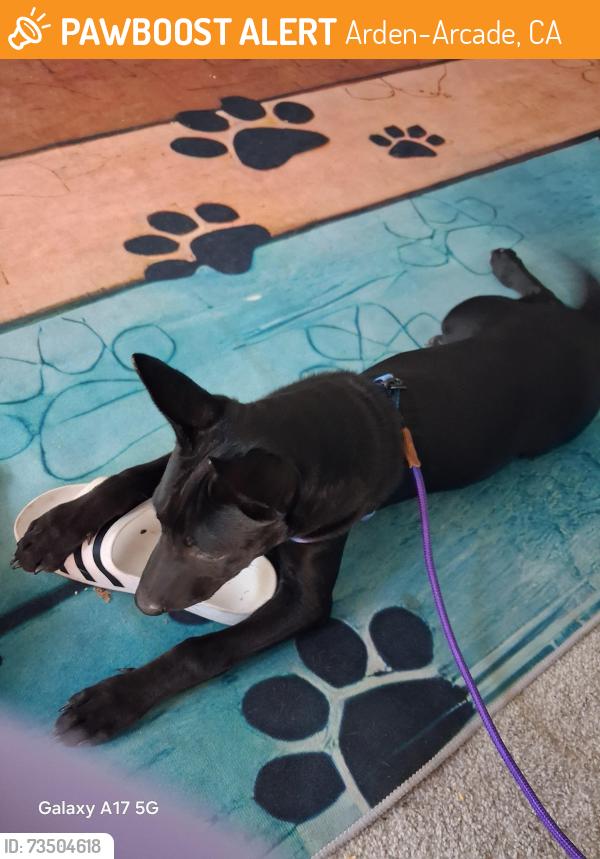 Found/Stray Female Dog last seen Arden way and markston Rd, Arden-Arcade, CA 95825