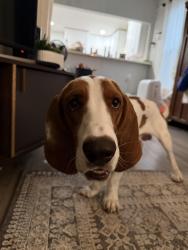 Reunited Male Dog last seen On 11th St between Brockton and Locust, Riverside, CA 92502