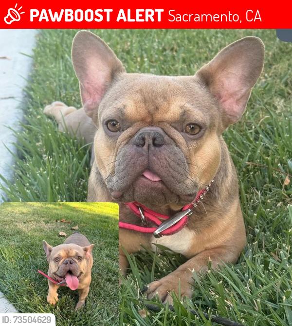 Lost Female Dog last seen El Camino, Albatross, Sacramento, CA 95815