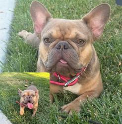 Lost Female Dog last seen El Camino, Albatross, Sacramento, CA 95815
