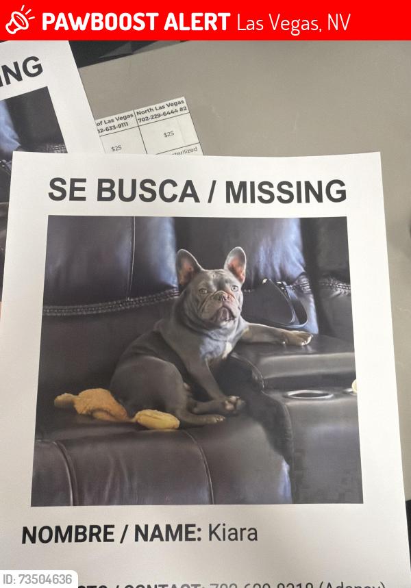 Lost Female Dog last seen Sonoma en la casa q hace esquina, Las Vegas, NV 89107