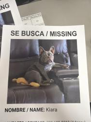 Lost Female Dog last seen Sonoma en la casa q hace esquina, Las Vegas, NV 89107