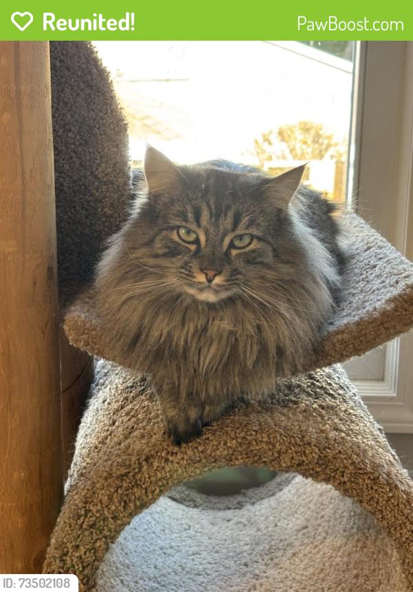 Reunited Male Cat last seen Saratoga Ave and 12th St SW, Canton, OH 44710