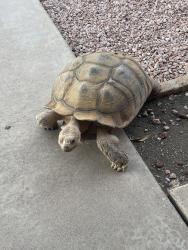 Found/Stray Unknown Reptile last seen Mesa Riverview, Mesa, AZ 85201