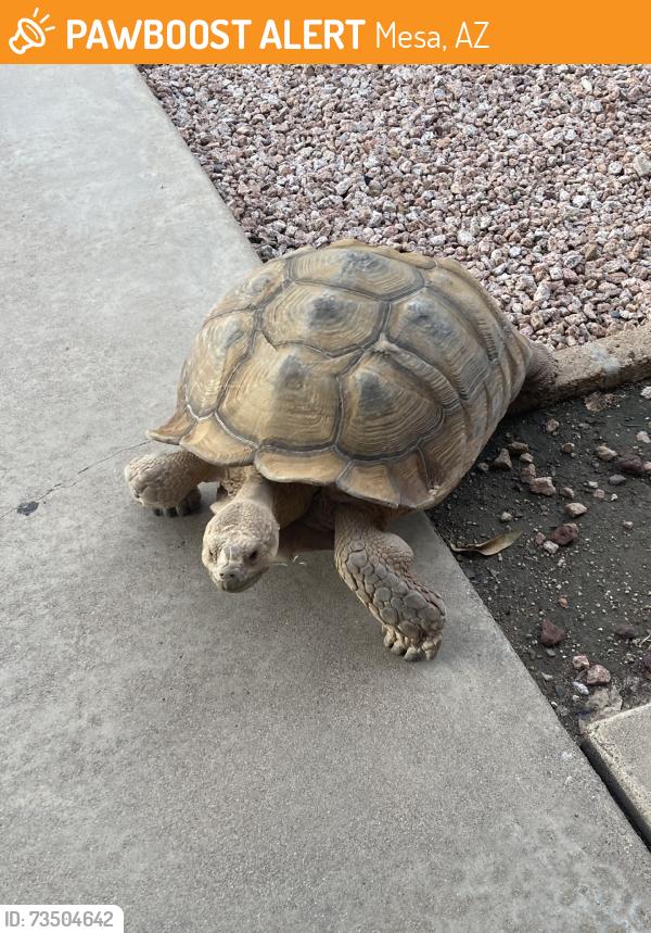 Found/Stray Unknown Reptile last seen Mesa Riverview, Mesa, AZ 85201